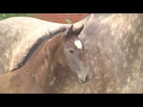 Holsteiner Fohlenauktion 2016 in Behrendorf - Nr.  19 v. Cormint - Corrado I