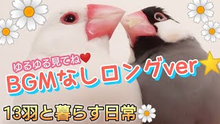【文鳥】BGMなしロングver☆作業用や癒しのひとときに、ゆるゆる見てね♪文鳥の可愛さ詰め合わせ☆