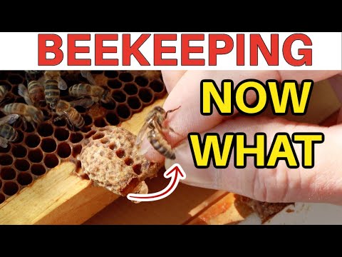 Beekeeping SWARM CONTROL & How To Save Queen Cells