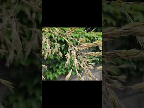 plantes de jardin bambou jardin-japonais-intérieur-jardin-zen