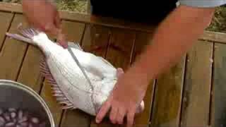 preview picture of video 'How to fillet a snapper'