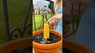 ld Trick to Grow Corn in Pots at Home 🌽