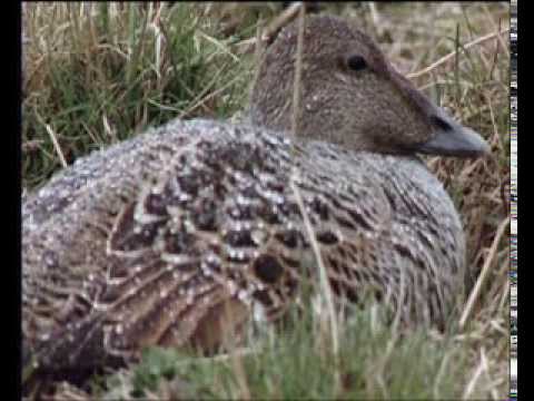 Icelandic eiderdown english audio