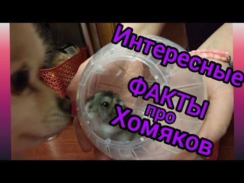 Интересные ФАКТЫ про хомяков🐹🐹🐹