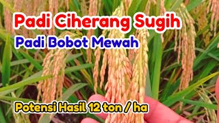 Download lagu Padi Ciherang Sugih Bobot Mewah mp3 Download lagu Padi Ciherang Sugih Bobot Mewah mp3