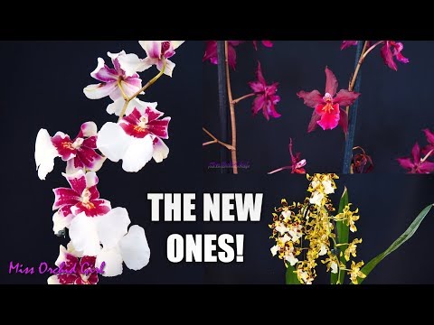 , title : 'Orchid haul - Flower Shop finds! + Big Lip Phalaenopsis with terminal spike'