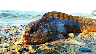 Рыбалка на море в архангельске