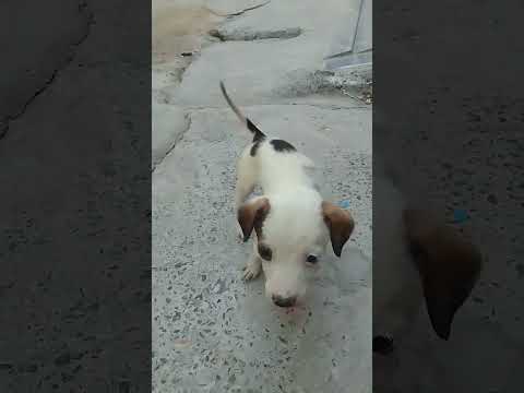 💞Innocent puppy💞#4#Cute 💞