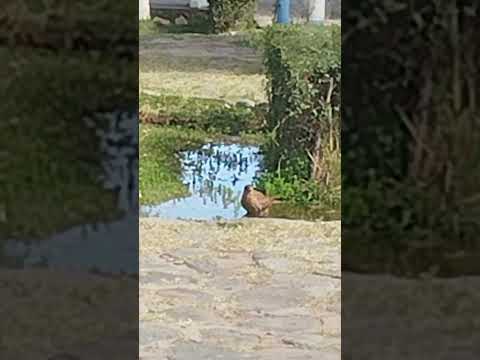 Nos vino a despedir de Colalao del valle, Tucumán y de paso se toma 1 refresco para aliviar el calor