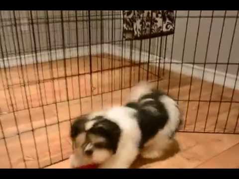 FAMEL BABY-FACE MAL-SHIH