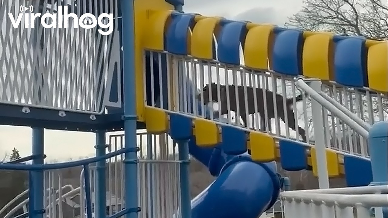 Our Dog Is Obsessed With Slides || ViralHog