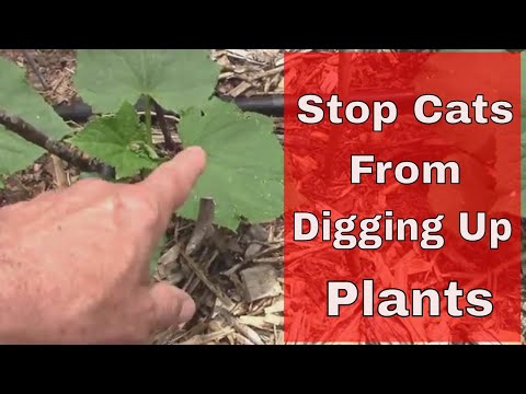Cats Digging Up Plants - How I Stop Cats From Digging Up Seedlings.