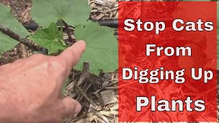 Cats Digging Up Plants - How I Stop Cats From Digging Up Seedlings.