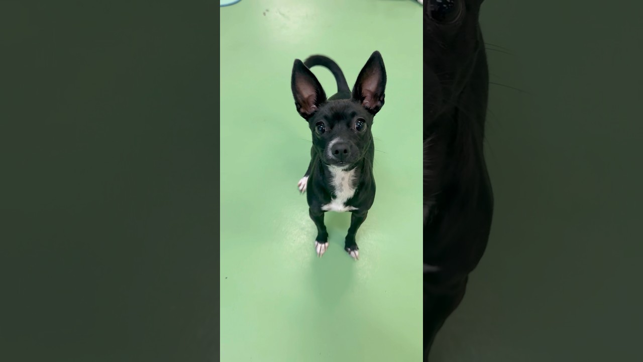 Chickadee, an adoptable mixed breed in PHOENIX, AZ video 2/4