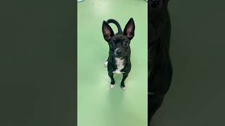 Video preview image #1 Chihuahua-Unknown Mix Puppy For Sale in Phoenix, AZ, USA