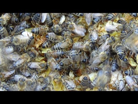 Осенняя стимуляция пчелы забрусом, пасека