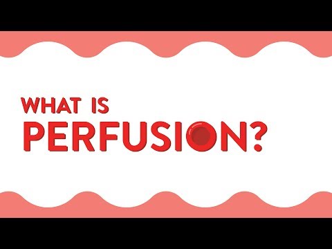 What Is Perfusion?