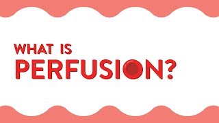 What Is Perfusion