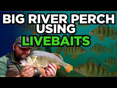 Fishing for BIG PERCH using  LIVEBAITS