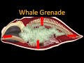 Why Do Dead Whales EXPLODE SENSITIVE CONTENT
