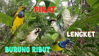 Download lagu suara pikat burung gereja dan sogon terbaru mp3 Download lagu suara pikat burung gereja dan sogon terbaru mp3
