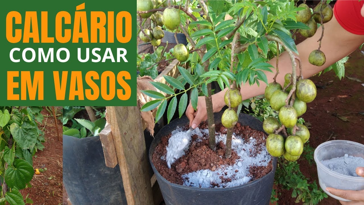 Como adubar com calcário Plantas em vasos, muitos benefícios!