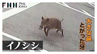 何度もしつこく　猛スピードでイノシシが突進　会社敷地内で男性襲われる　台車で応戦し追い返す　愛知（2026年07月13日）