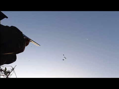 CAÇADA DE  MARRECO NO VÔO