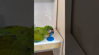 Parrots See Colors? Great Green Macaw Ring Toss Trick