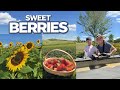BEST Place To Pick Fresh Berries Near Orlando In 2025 Amber Brooke Farms