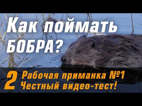 100% рабочая приманка на бобра. Видео с камеры и подробный обзор как работает приманка.