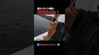 魚の違和感を消す！「ラインの存在感」をなくす絶妙なテンション抜きの科学 #shorts