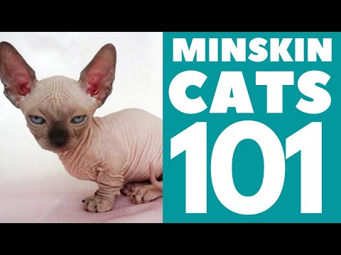 The Minskin Cat 101 : Breed & Personality