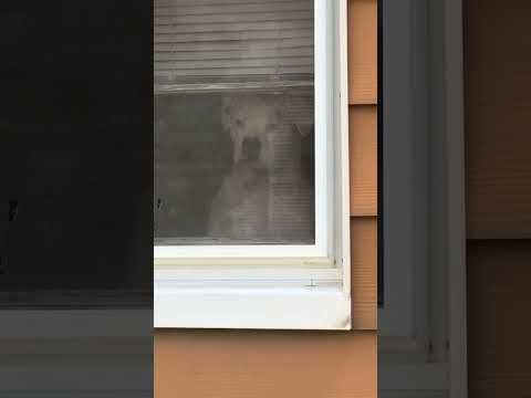 I have the best guard dog ever 😅 (🎥: CONTENTbible)