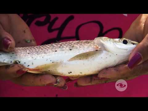 Cultivo de pez Dorada o Mueluda