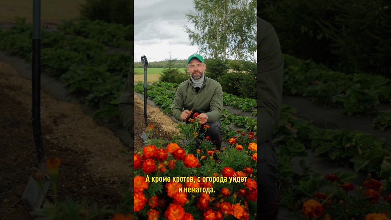 Устали бороться с кротами в огороде? Сами уйдут с участка, если сделаете так осенью!
