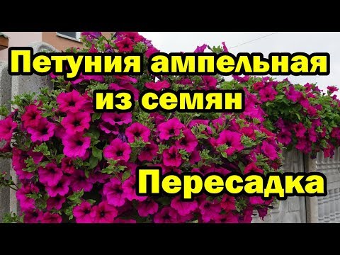 🌸Петуния ампельная из семян.🌱Пересадка.