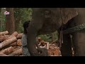 Jungle Full Movie In Hindi