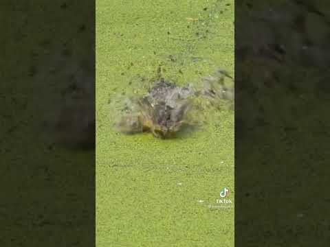 Amazing Fast Tuna Fishing Skill, Catching Fish Big on The Sea Real Fish King   #shorts 3