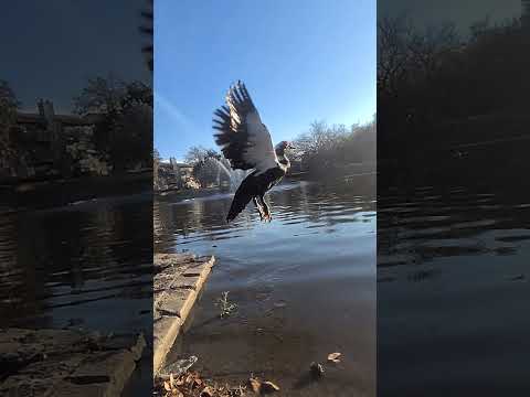 Male muskovie taking off to fly in slow motion.
