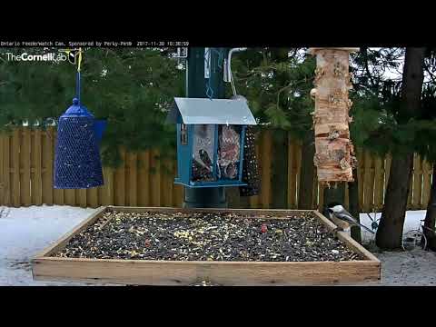 Black-capped Chickadees Grab And Go In Ontario – Nov. 30, 2017