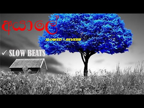 (අයාලේ) | Ayale (Slowed + Reverb) | Slow Beats 🎧