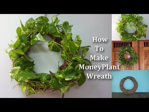 How To Make Money Plant Wreath for Door Decorating Ideas//GREEN PLANTS Video
