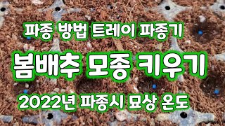 봄배추 모종내기 춘양 162구 전용파종기 사용법 [배추재배방법]