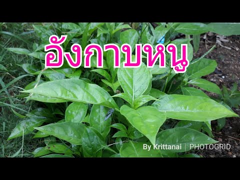วิธีที่จะช่วยสามีของเธอที่จะกำจัดของความอ่อนแอ เพิ่มขึ้นครีมสมาชิก
