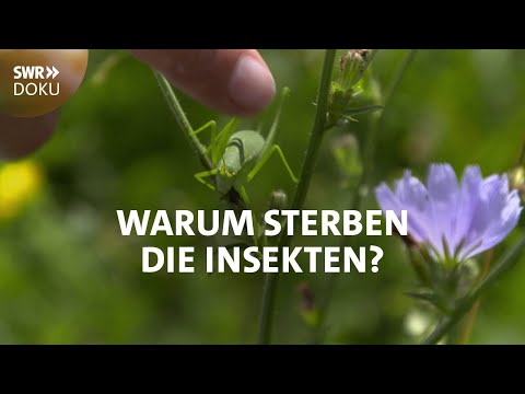 , title : 'Der stumme Sommer - Warum sterben die Insekten | SWR Doku'