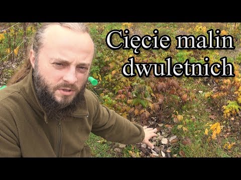 Ogrodowe pierdamony 41 - cięcie malin jednorocznych