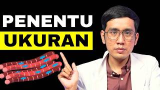 Download lagu Ternyata Penis BESAR & KECIL Ditentukan Oleh Ini! mp3