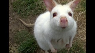 preview picture of video 'Stunning Video - Albino Wallaby - Gorgeous!!'
