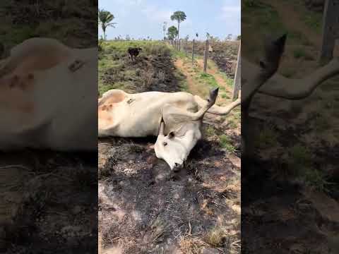 Vida animal MG: Conteúdo inédito sobre a fauna de Minas Gerais.